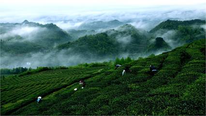 絲綢之路引領(lǐng)黔茶出山，貴定云霧貢茶落腳絲路起點