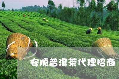 普洱茶市場機遇 安順普洱茶代理招商深度解析